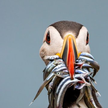 circular saw power tool closeup